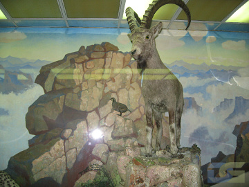5А класс. Красноярский Краеведческий музей-5