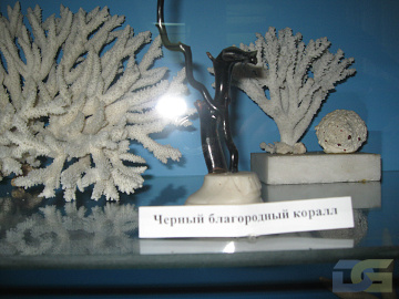 5А класс. Красноярский Краеведческий музей-10