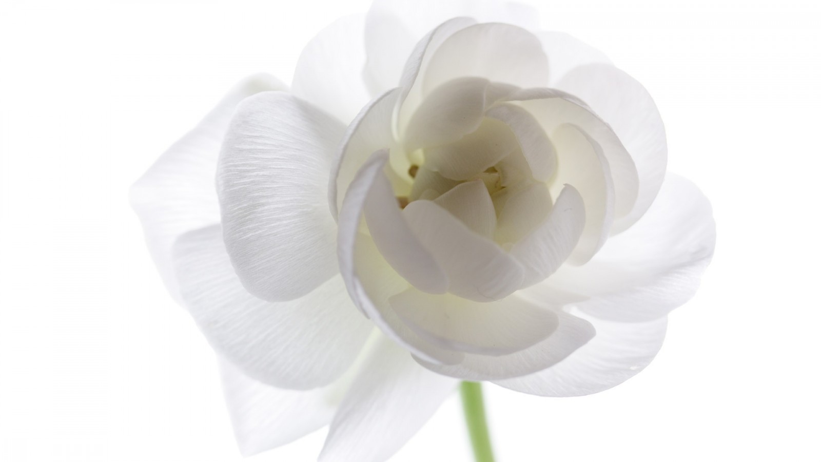 flowers-29270