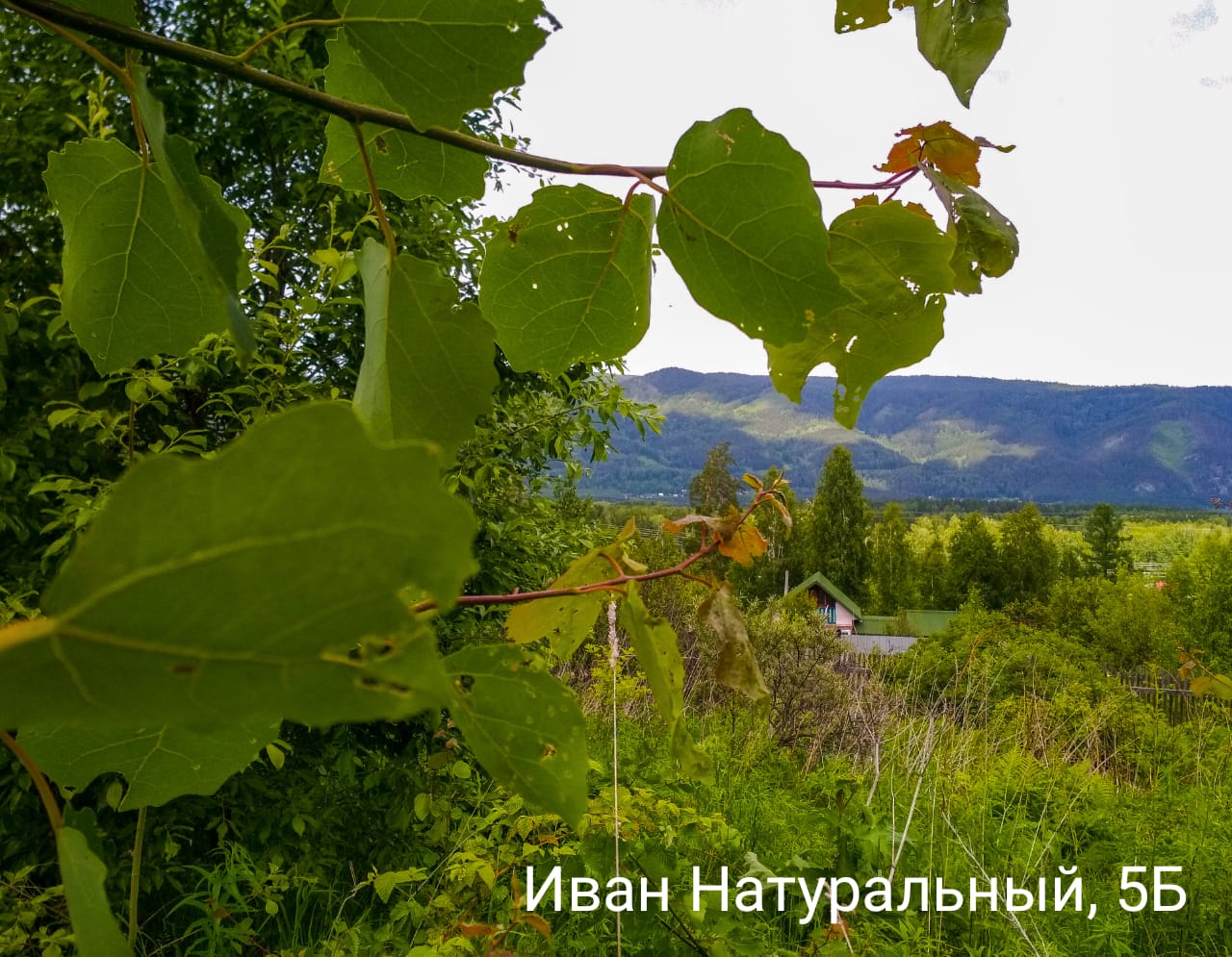 4. Натуральный Иван 5 Б